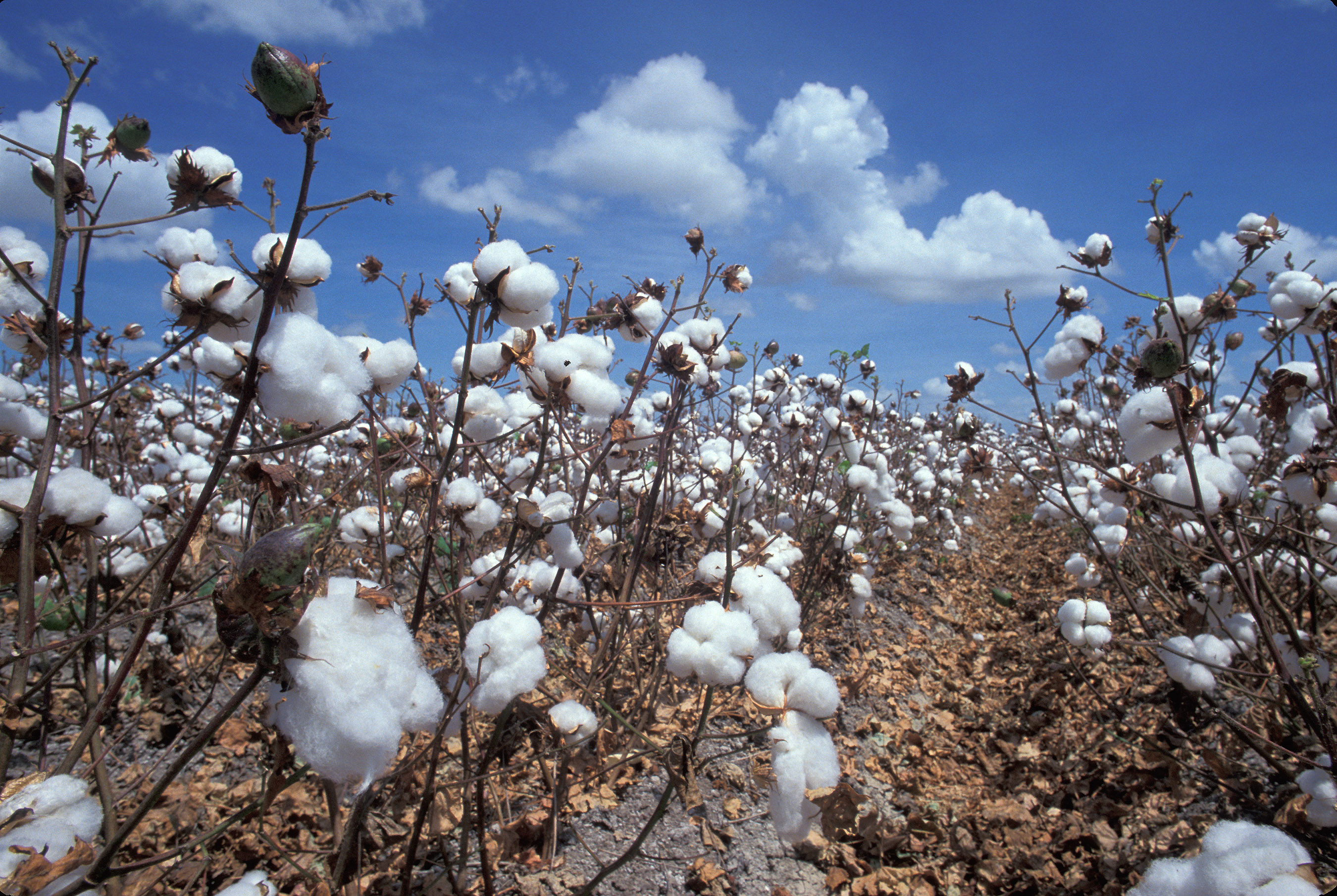 cotton-harvest
